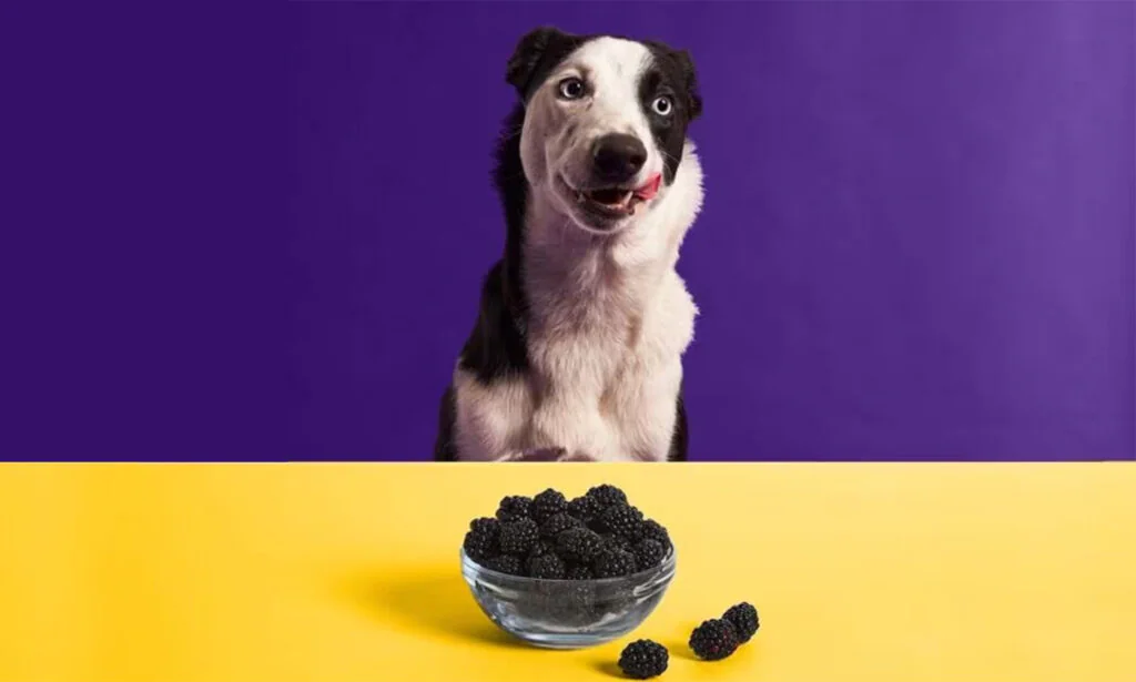 Can Dogs Eat Blackberries?