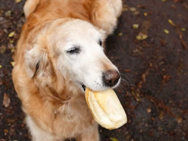 Can Dogs Eat Bread?