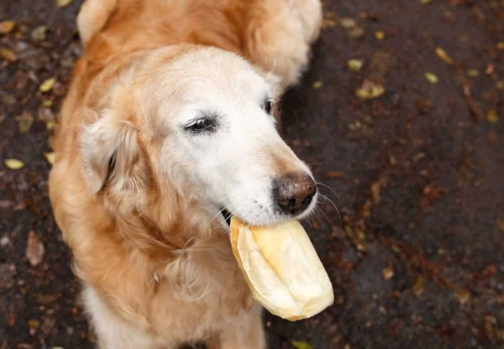 Can Dogs Eat Bread?