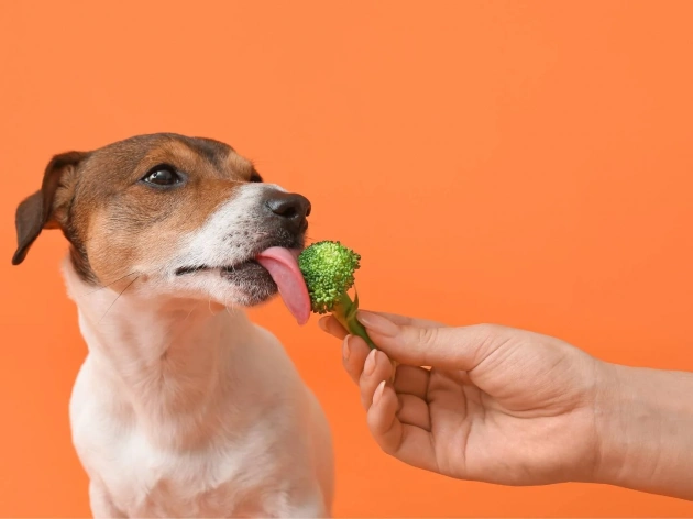 Can Dogs Eat Broccoli?