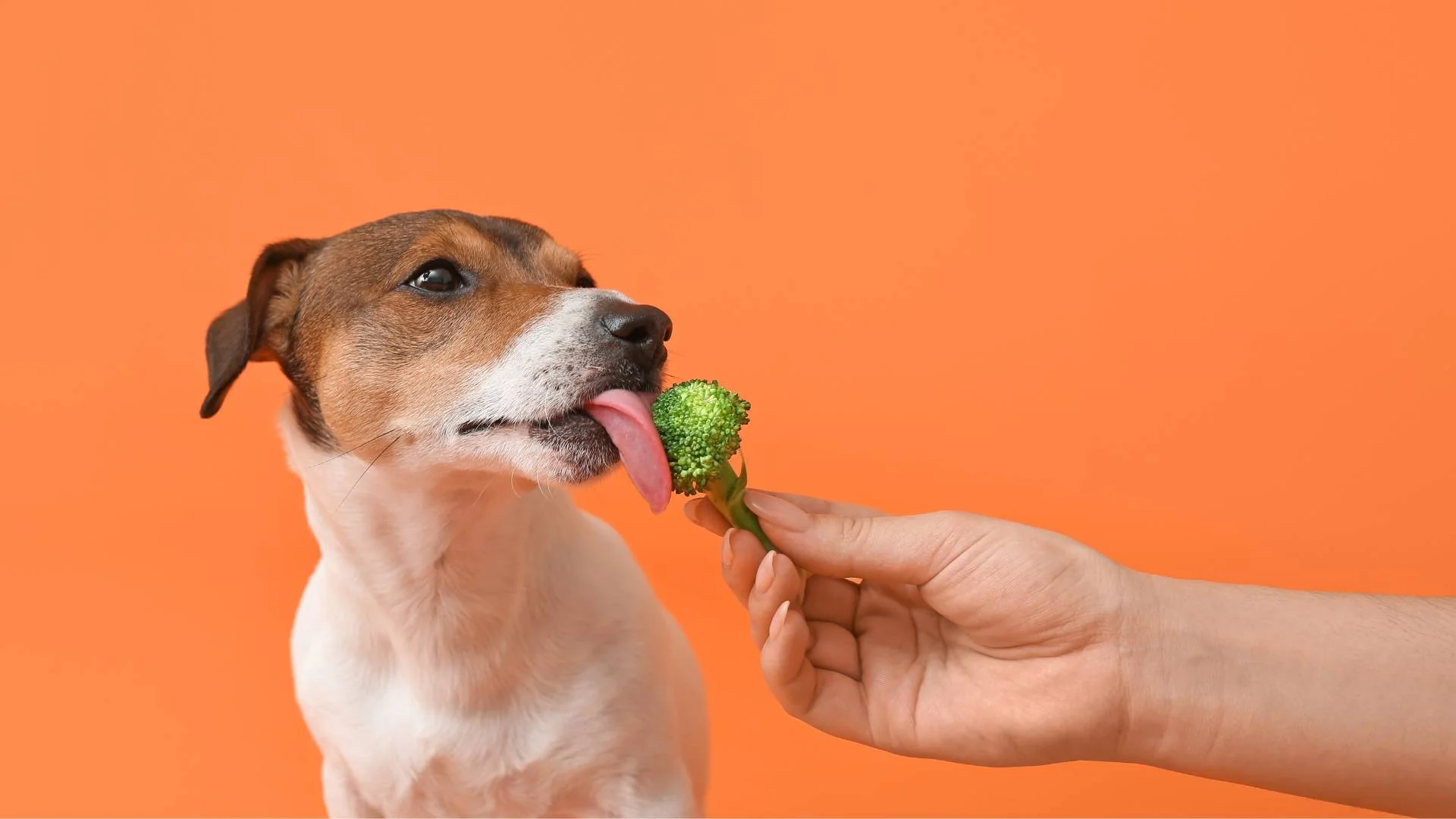 Can Dogs Eat Broccoli?