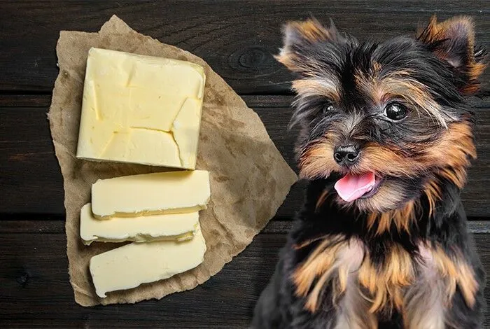 Can Dogs Eat Butter?