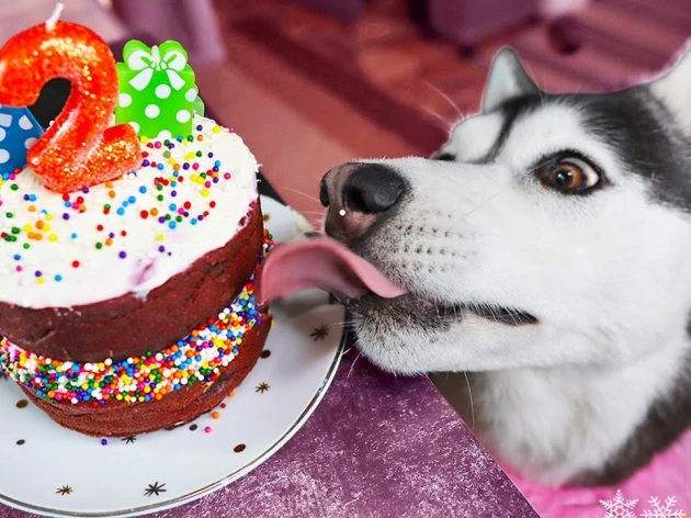 Can Dogs Eat Cake?
