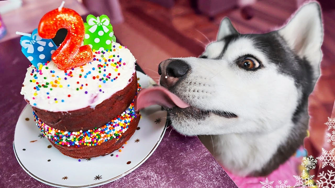Can Dogs Eat Cake?