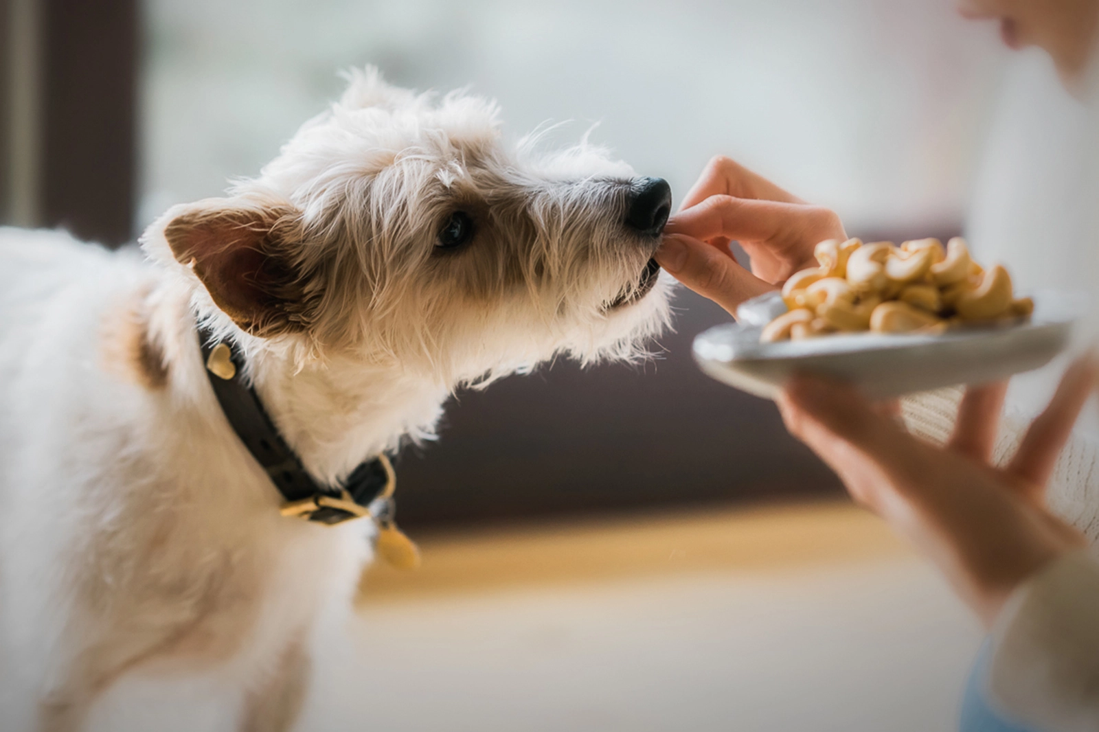 Can Dogs Eat Cashews?