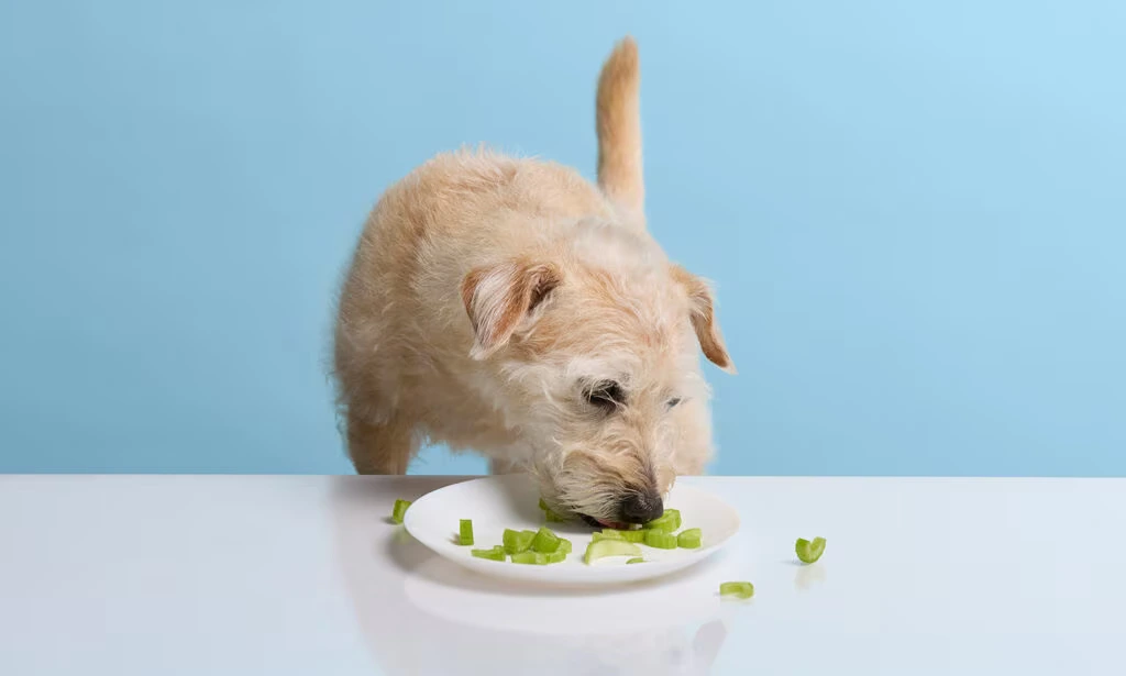 Can Dogs Eat Celery?