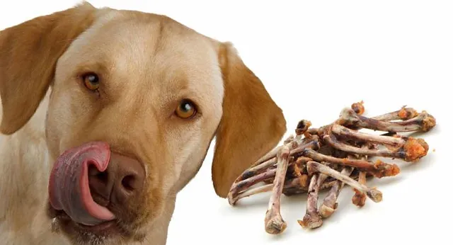 Can Dogs Eat Chicken Bones?