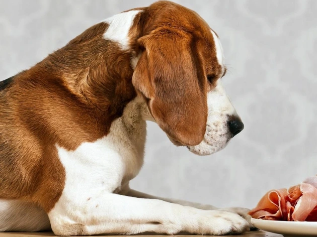 Can Dogs Eat Cooked Ham?