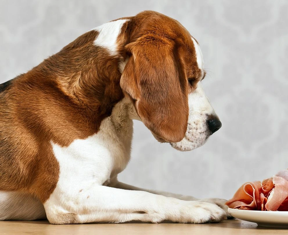 Is ham safe for dogs to eat best sale