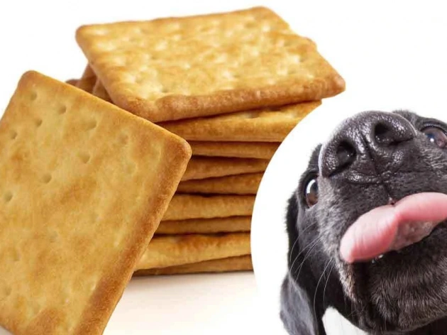 Can Dogs Eat Crackers?