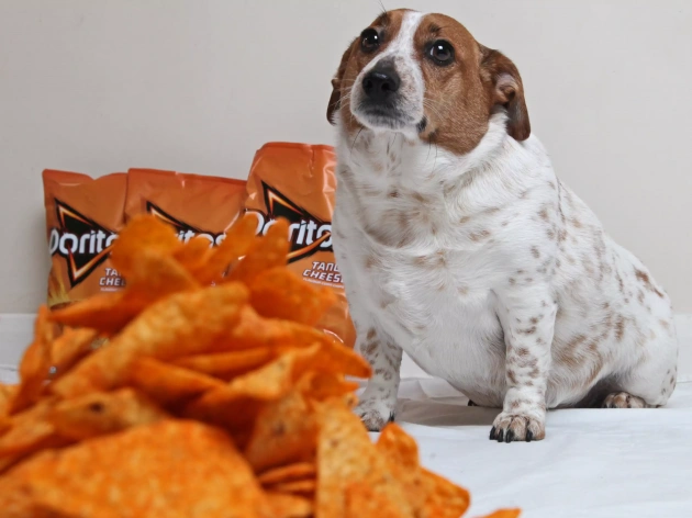Can Dogs Eat Doritos?