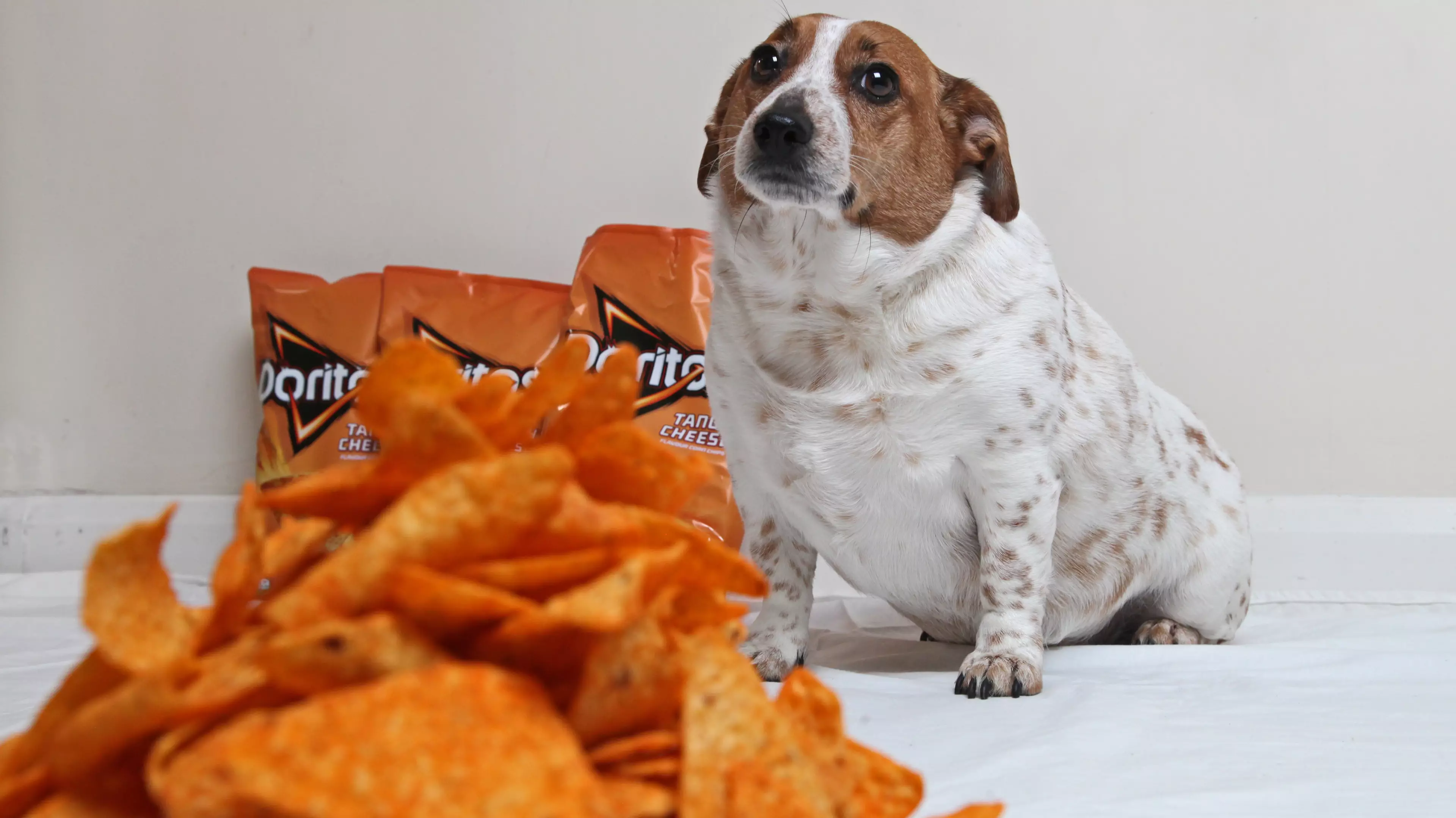 Can Dogs Eat Doritos?