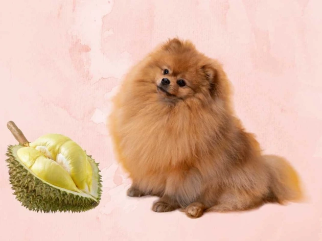 Can Dogs Eat Durian?