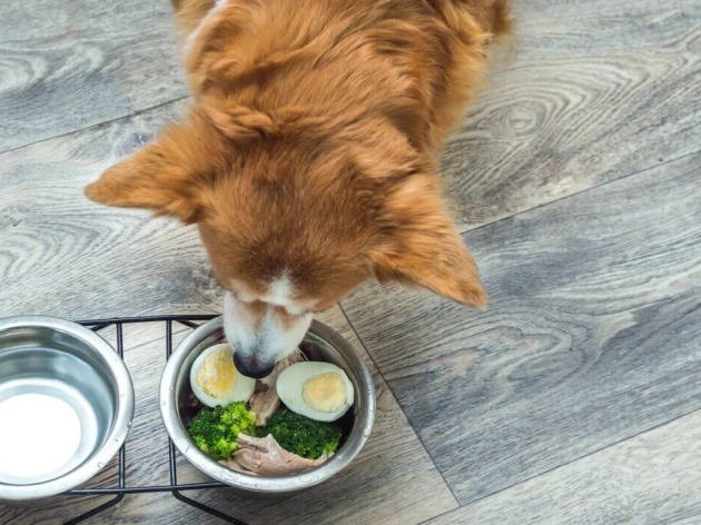 Can Dogs Eat Egg Yolk?