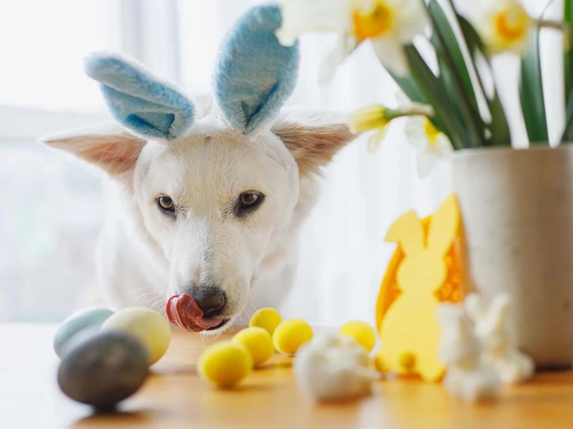 Can Dogs Eat Eggs?