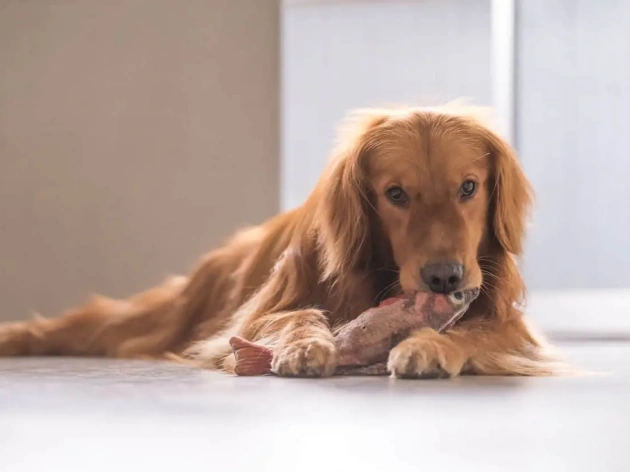 Can Dogs Eat Fish?