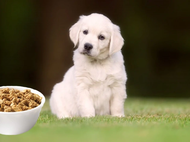 Can Dogs Eat Granola?