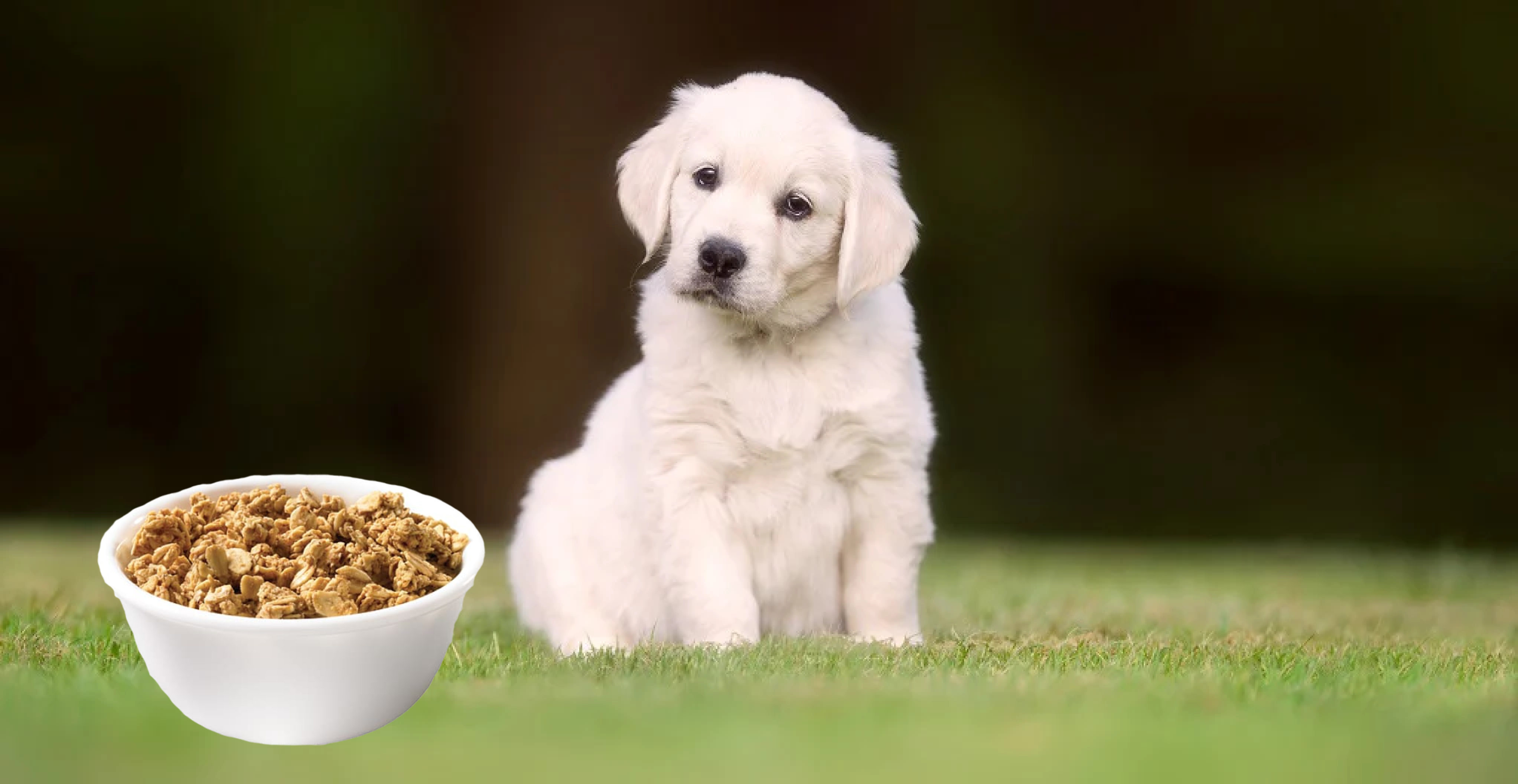 Can Dogs Eat Granola?