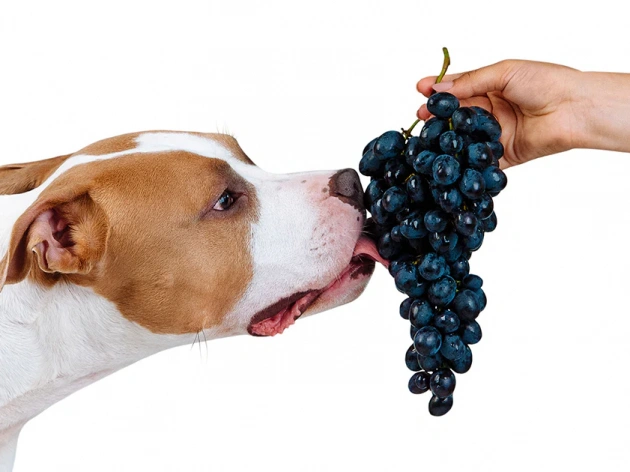Can Dogs Eat Grapes?