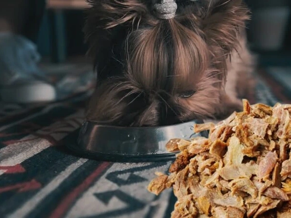 Can Dogs Eat Gyro Meat?
