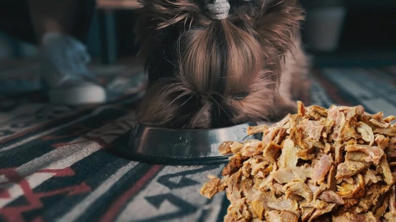 Can Dogs Eat Gyro Meat?