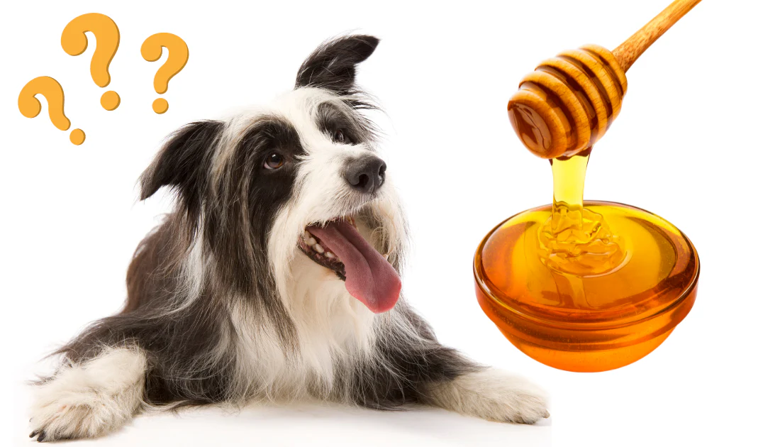 Can Dogs Eat Honey?