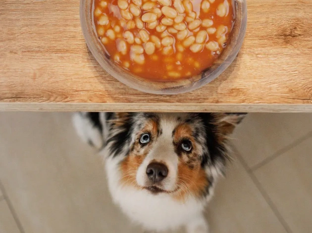 Can Dogs Eat Kidney Beans?