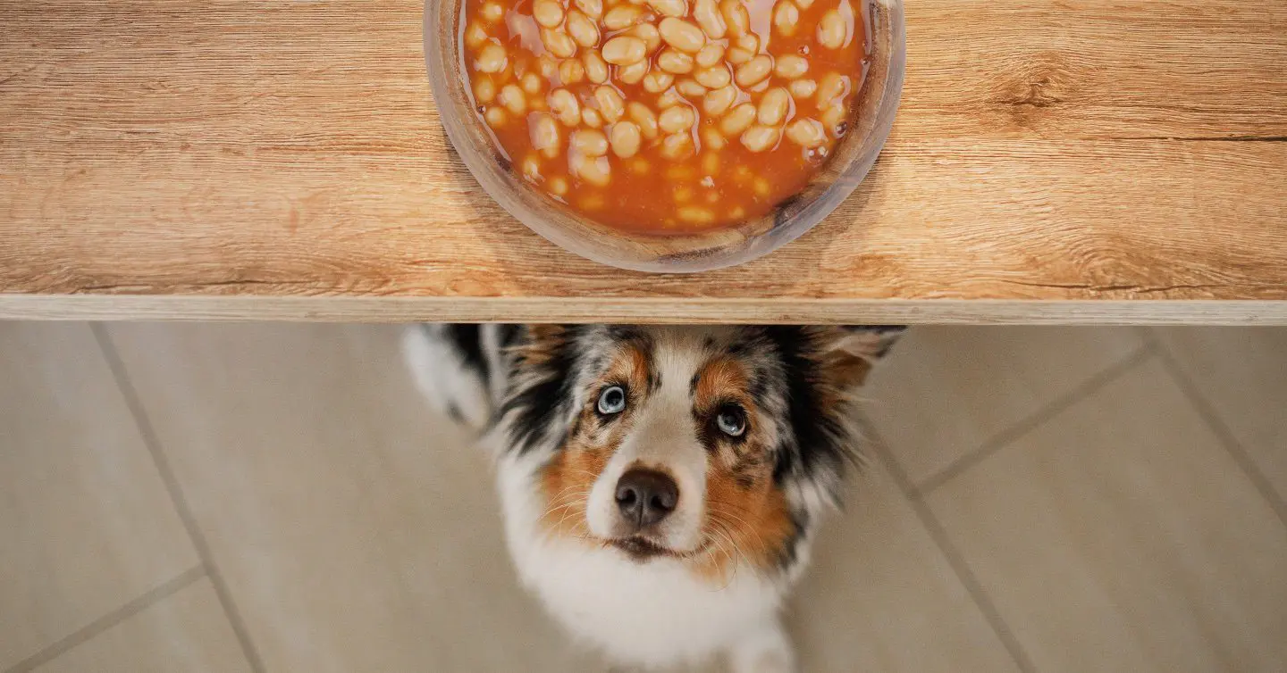 Can Dogs Eat Kidney Beans?
