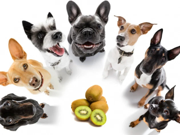 Can Dogs Eat Kiwi?