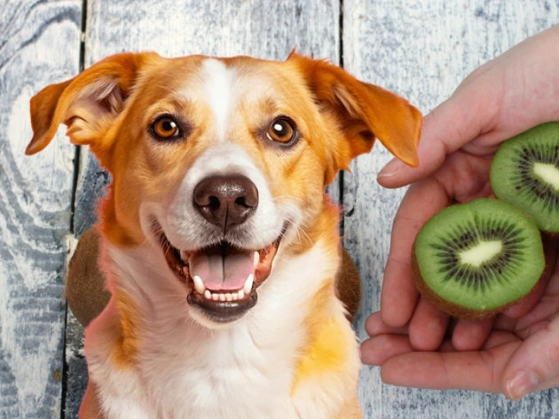 Can Dogs Eat Kiwi Fruit?