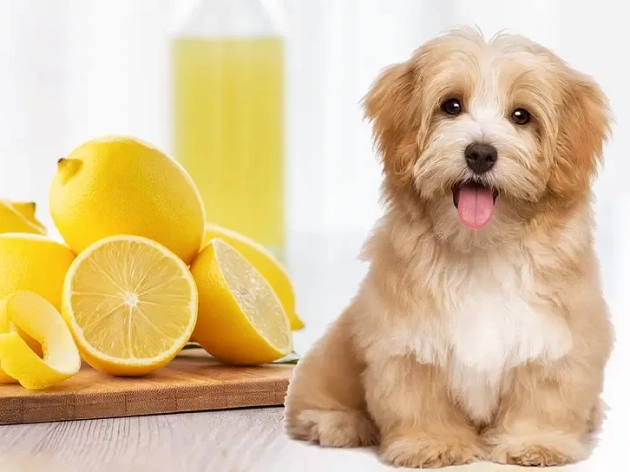 Can Dogs Eat Lemons?