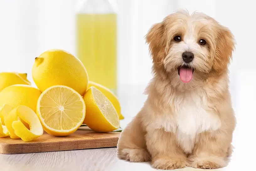 Can Dogs Eat Lemons?
