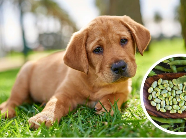 Can Dogs Eat Lima Beans?