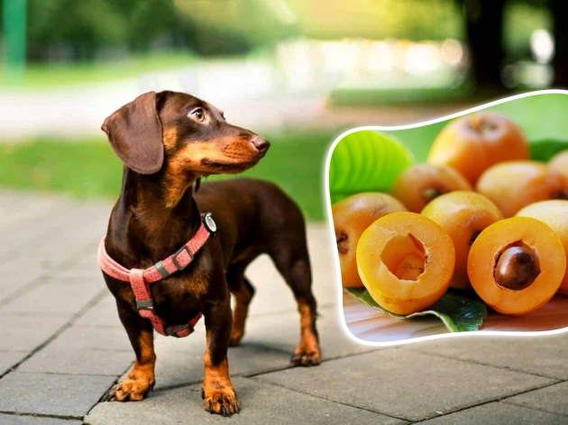 Can Dogs Eat Loquats?