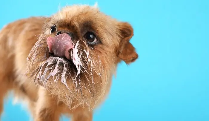 Can Dogs Eat Mayo? - Dogsy.ie