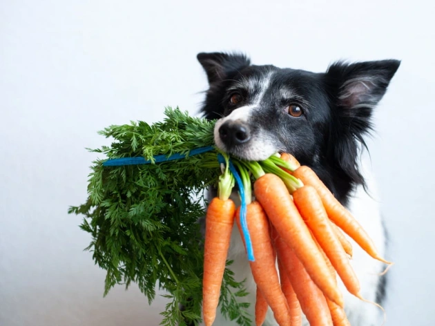 Can Dogs Eat Mixed Vegetables?