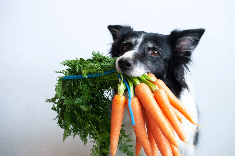 Can Dogs Eat Mixed Vegetables?