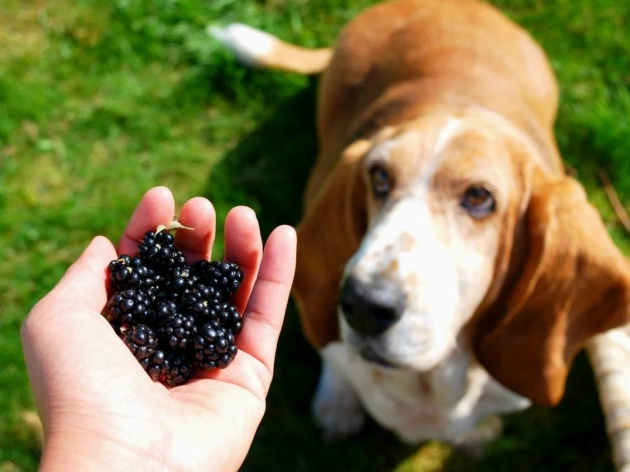 Can Dogs Eat Mulberries?