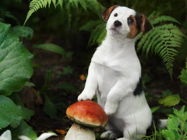 Can Dogs Eat Mushrooms?