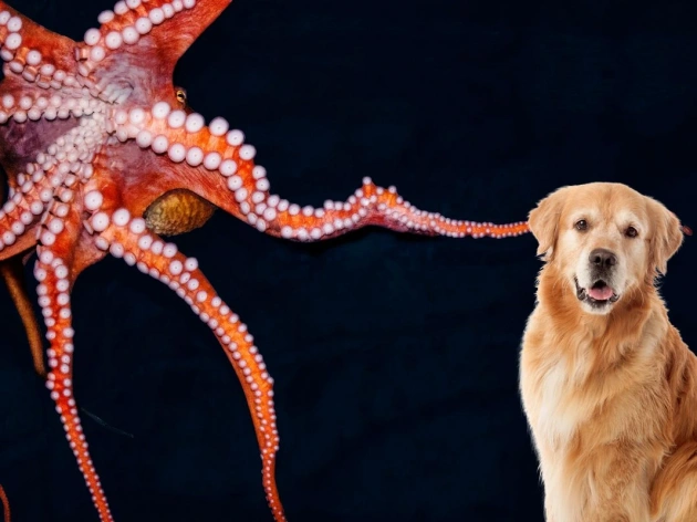 Can Dogs Eat Octopus?