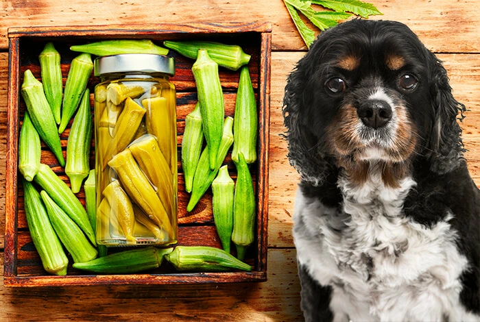 Can Dogs Eat Okra?