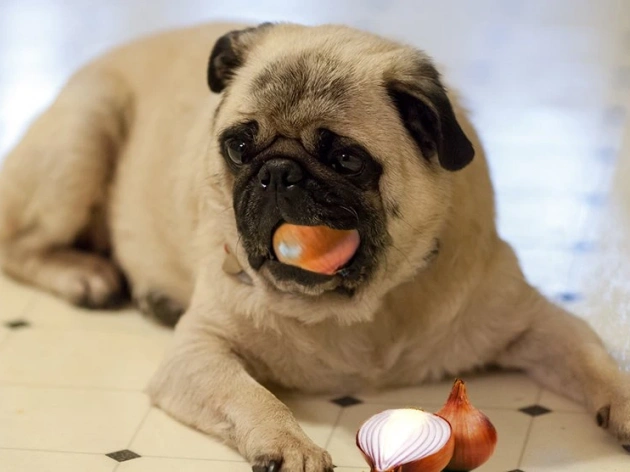 Can Dogs Eat Onions?
