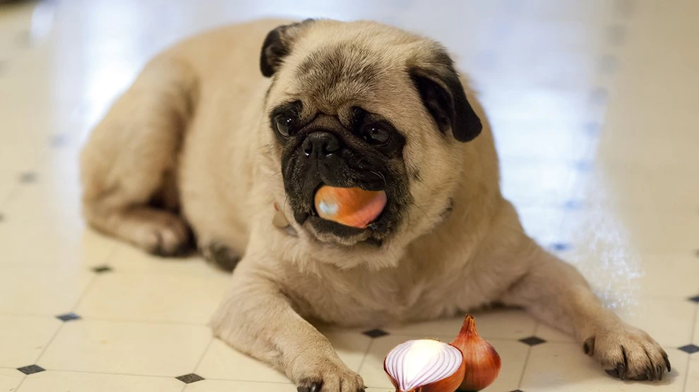 Can Dogs Eat Onions?
