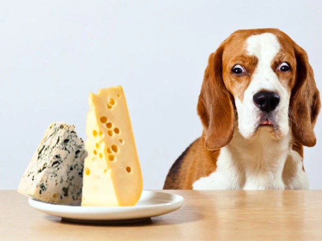 Can Dogs Eat Parmesan Cheese?