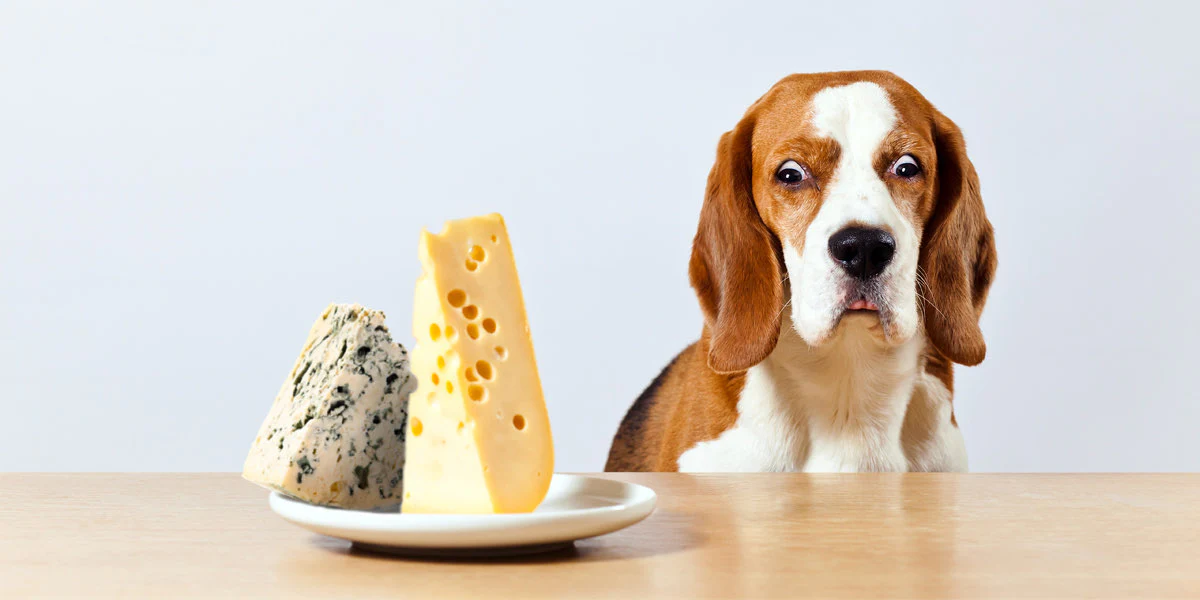 Can Dogs Eat Parmesan Cheese?