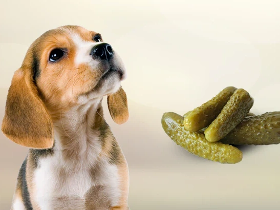 Can Dogs Eat Pickles?