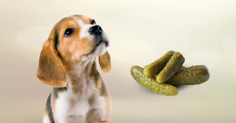 Can Dogs Eat Pickles?