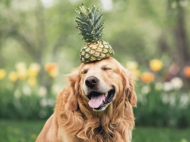 Can Dogs Eat Pineapple?