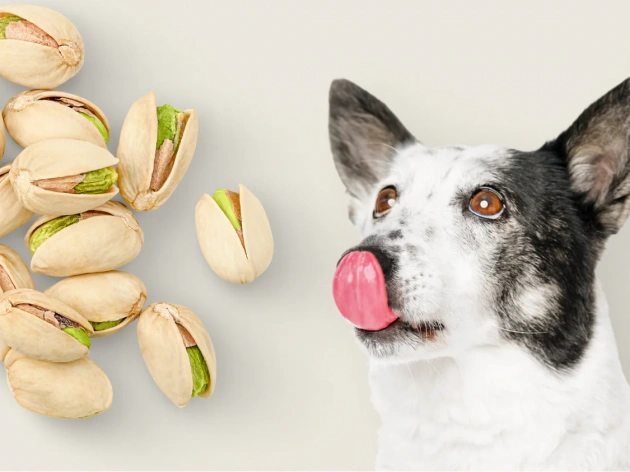 Can Dogs Eat Pistachios?