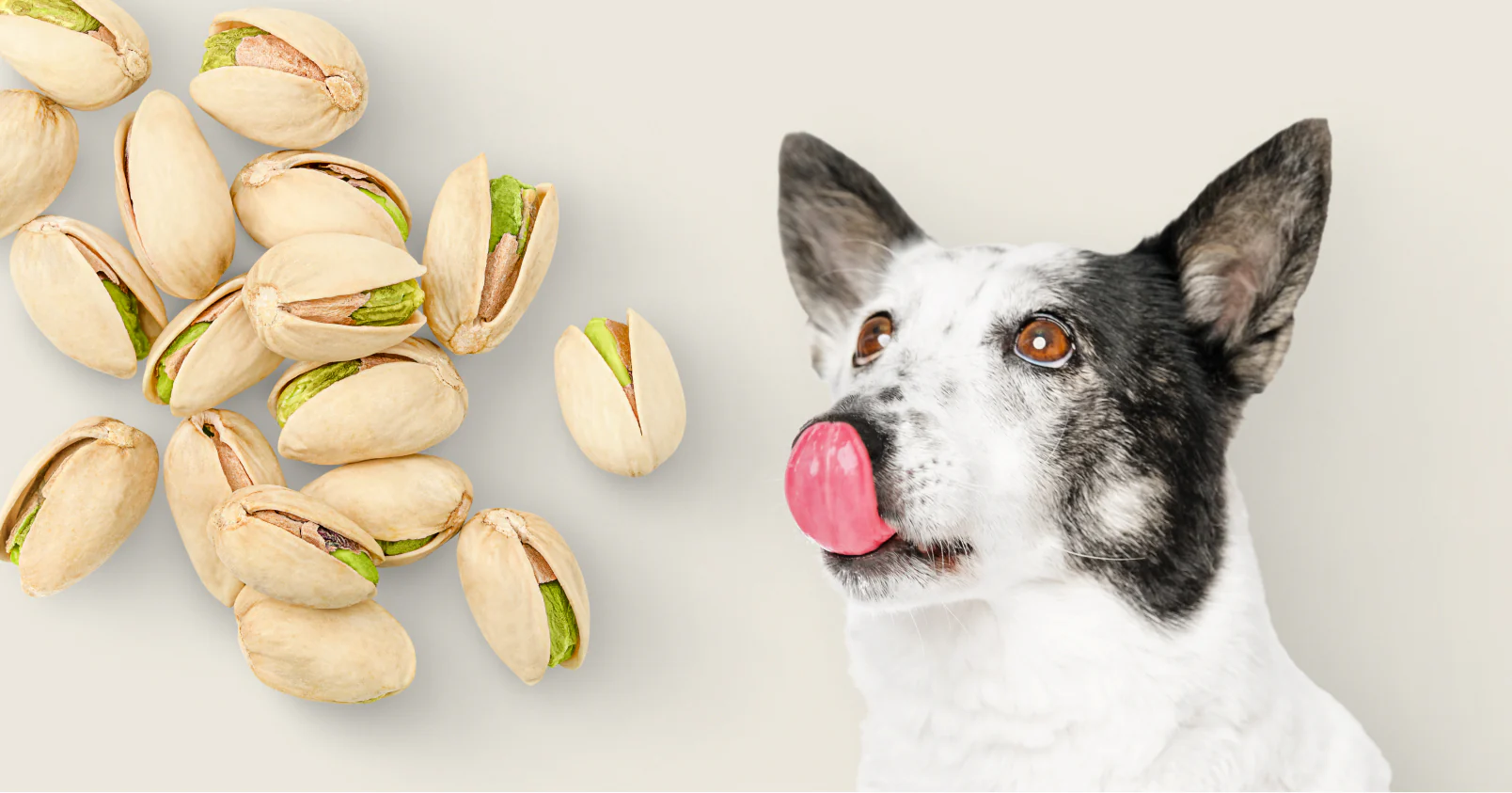 Can Dogs Eat Pistachios?